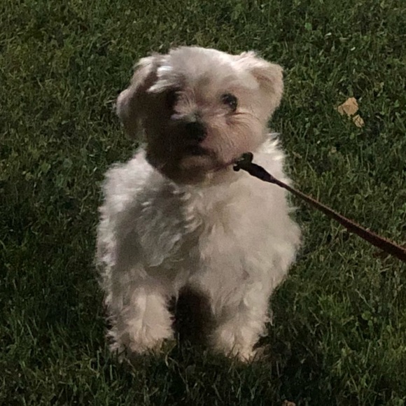 Meet your Posher, Gabriela - Picture 1 of 1